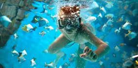 Snorkel Among Tropical Fish in Playa del Carmen